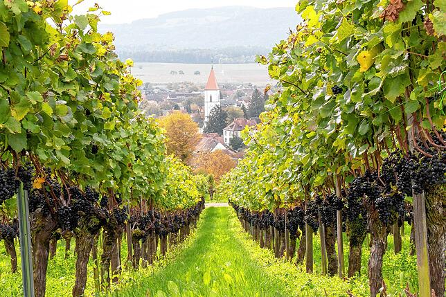 Der Erzinger Kapellenberg am Hochrhein zählt zu den südlichsten Weinbaugebieten in Deutschland. Bild: Peter Rosa