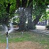 Hier sprudelt das Wasser: Die Technischen Betriebe Konstanz (TBK) gießen im Sommer täglich die städtischen Bäume, so wie hier im ...