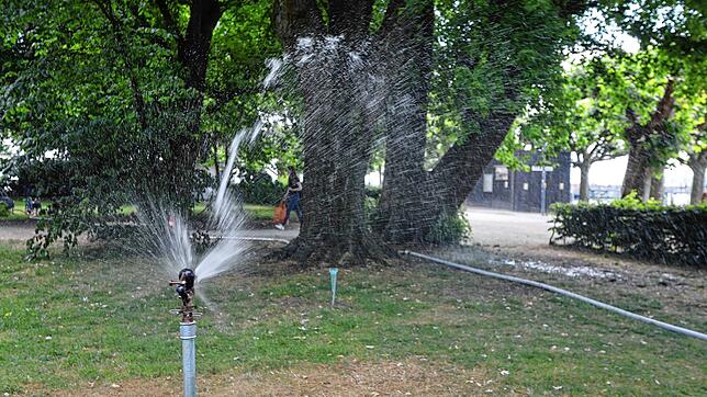 Hier sprudelt das Wasser: Die Technischen Betriebe Konstanz (TBK) gießen im Sommer täglich die städtischen Bäume, so wie hier im ...