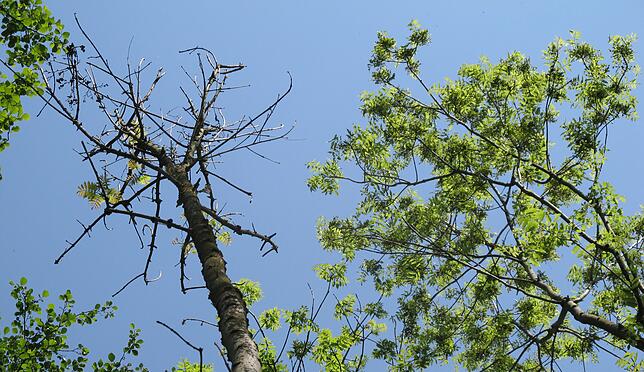 Eine vom Eschentriebsterben befallene Esche in einem Wald in Baden-Württemberg. Inzwischen sind mehr als 95 Prozent der Eschen im ...