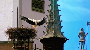 Keines der beiden Storchenpaare, die ihre Nester in der Meßkircher Innenstadt haben, brachte dieses Jahr seine Jungen durch. Sie starben ...