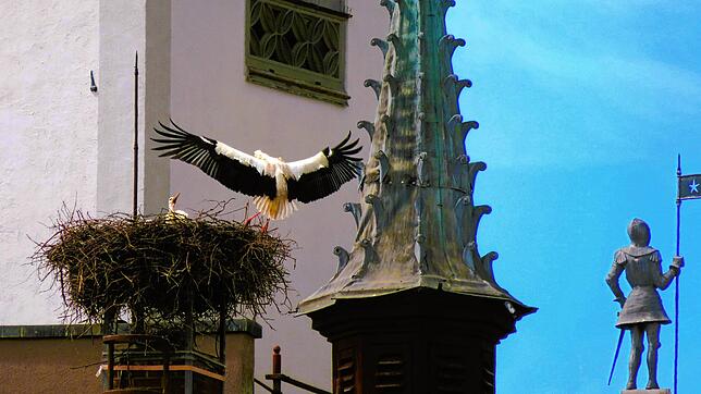 Keines der beiden Storchenpaare, die ihre Nester in der Meßkircher Innenstadt haben, brachte dieses Jahr seine Jungen durch. Sie starben ...