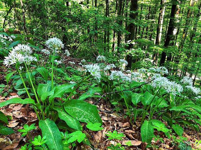 Bild 5: Wandern vor der Haustür (Teil 2): Vom Eschbacher Wasserschloss zum Pusteblumen-Paradies