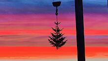 Wohin mit dem Christbaum nach der Weihnachtszeit?
