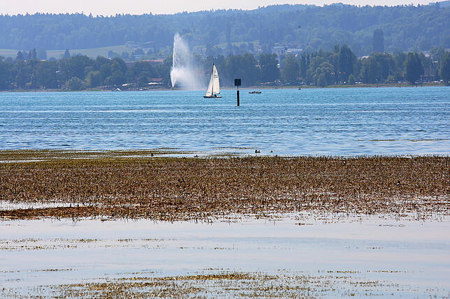 Die Wiese im Wasser: Das Seegras breitet sich derzeit im Bodensee aufgrund der Hitze stark aus und dringt an die Oberfläche, wie hier im ...