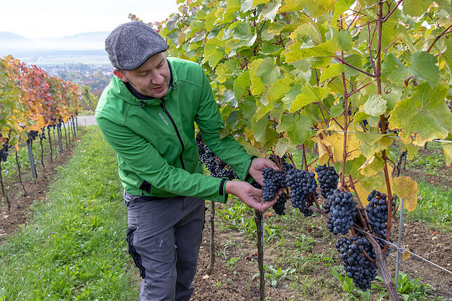 Winzer Lorenz Keller prüft die Trauben, die für einen Premiumwein vorgesehen sind. Per Handlese werden nur die besten Früchte eingesammelt.
