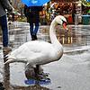 Der Schwan auf dem Konstanzer Weihnachtsmarkt ist für viele Besucher zum Fotomotiv geworden. Doch dass sich das Tier überhaupt in den ...