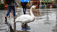Der Schwan auf dem Konstanzer Weihnachtsmarkt ist für viele Besucher zum Fotomotiv geworden. Doch dass sich das Tier überhaupt in den ...