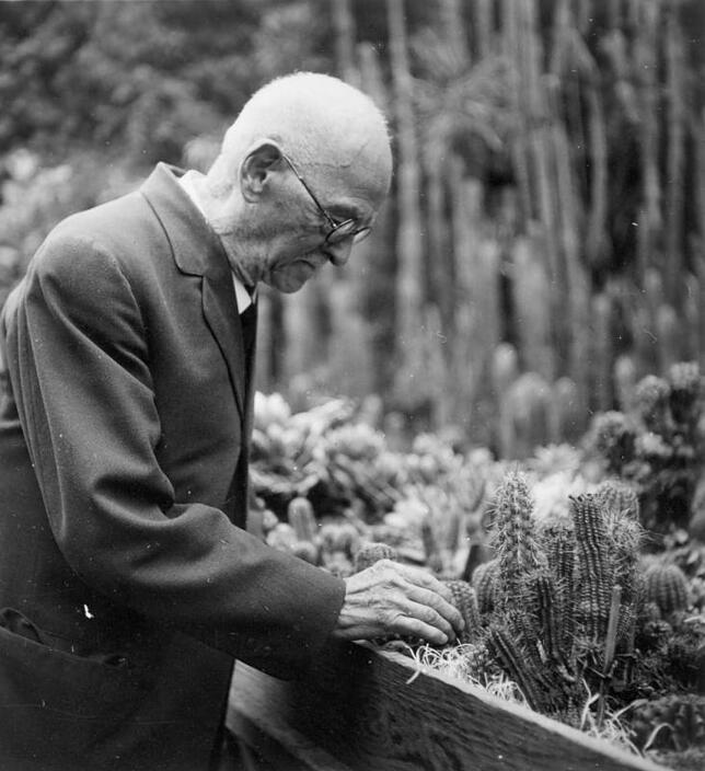 Hermann Hoch pflegt seine Kakteenzucht.