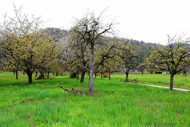 Bild 14: Streit um das Freiwiesle: So sieht die Streuobstwiese aktuell aus