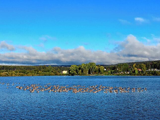 Wildgänse am Kirnbergsee. Im Hintergrund Strandcafe und Campingplatz.