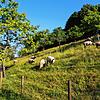 Idyllisch ist die Unterkirnacher Streuobstwiese oberhalb des Talsees.