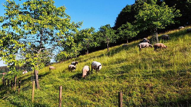 Idyllisch ist die Unterkirnacher Streuobstwiese oberhalb des Talsees.