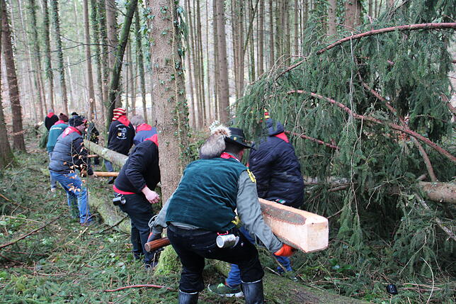 Bild 6: So kommt der Narrenbaum vom Wald in die Stadt