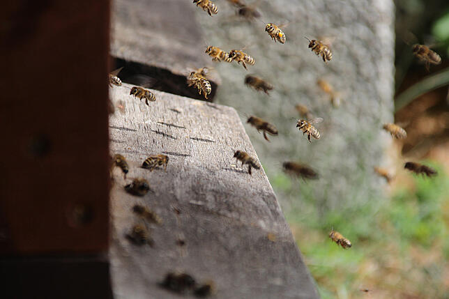 Jede der Bienen weiß, was zu tun ist. Honig einlagern für die Selbstversorgung, Pollen sammeln für die Brut oder Propolis produzieren ...