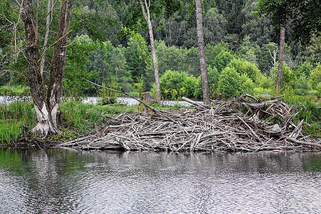 Die Wohnburg des Bibers am See 9 der Schwackenreuter Seenplatte liegt inmitten der neuen Beweidungsfläche welche mittels Ziegen und ...