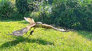 Fette Beute hat dieser Rotmilan im Garten von Justus Obermeyer gemacht.