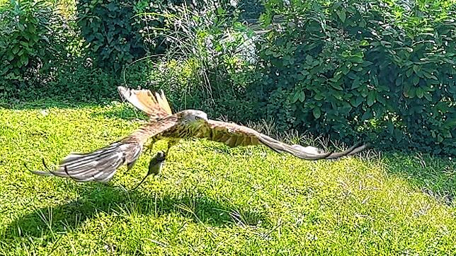 Fette Beute hat dieser Rotmilan im Garten von Justus Obermeyer gemacht.