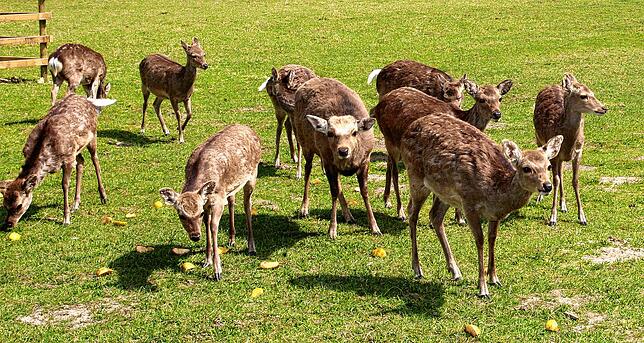 Im Wild- und Freizeitpark Allensbach fühlen sich viele Tierarten zu Hause. Auch die Sikahirsche gehören dazu.