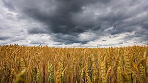 Dunkle, dichte Wolken und kühlere Temperaturen - der DWD erwartet ein vorübergehendes Ende der Sommerhitze in Baden-Württemberg. ...