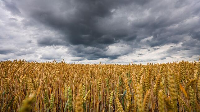 Dunkle, dichte Wolken und kühlere Temperaturen - der DWD erwartet ein vorübergehendes Ende der Sommerhitze in Baden-Württemberg. ...