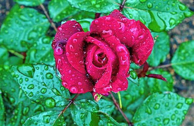 Die ersten Rosen blühen schon und haben auch mit Regentropfen ihren Reiz.