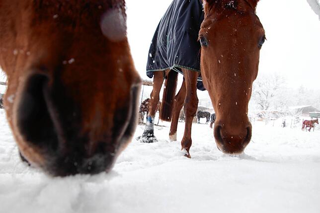 Bild 35: Das kommt so bald nicht wieder: Neue Bilder aus dem Winterwunderland rund um Überlingen und Salem