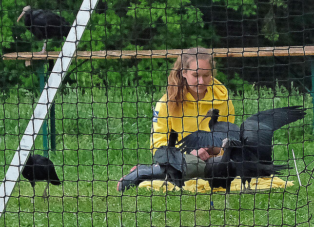 Noch können die jungen Waldrappe nicht fliegen. Helena Wehner sucht als Ziehmutter die ständige Nähe zu den Tieren, füttert sie, ...