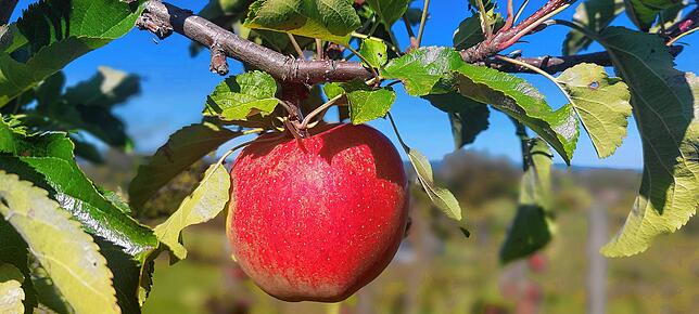 Der Apfel enthält sekundäre Pflanzenstoffe wie Polyphenole mit antioxidativer Wirkung, die freie Radikale unschädlich machen und so vor ...