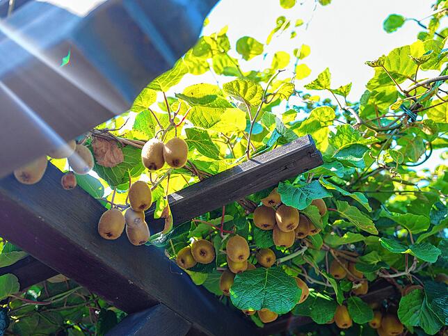 In Kieblers Garten hängen Kiwis dicht an dicht.