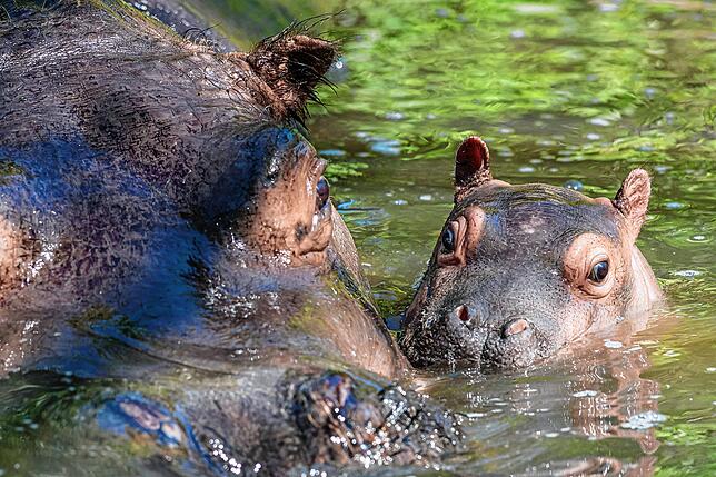 Nachwuchs im Zoo Basel: Das Flusspferdmädchen Serena kam am 3. Mai auf die Welt und erkundet nun mit Mama Helvetia das Außengelände.