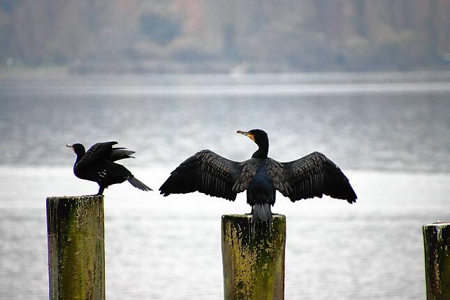 Der Koromoran ist den Bodensee-Fischern ein Dorn im Auge.