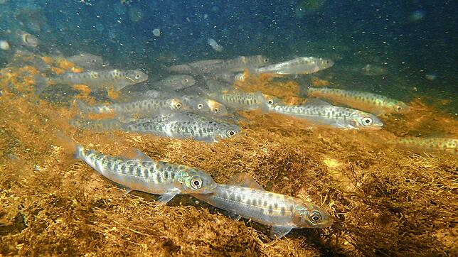 Äschen tummeln sich in der Wutach. Sie brauchen kühles Wasser.