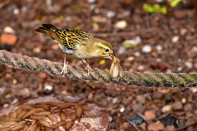 Sieht für andere Vögel möglicherweise bunter aus als für uns: Madagaskarweber im Standard-Gefieder.
