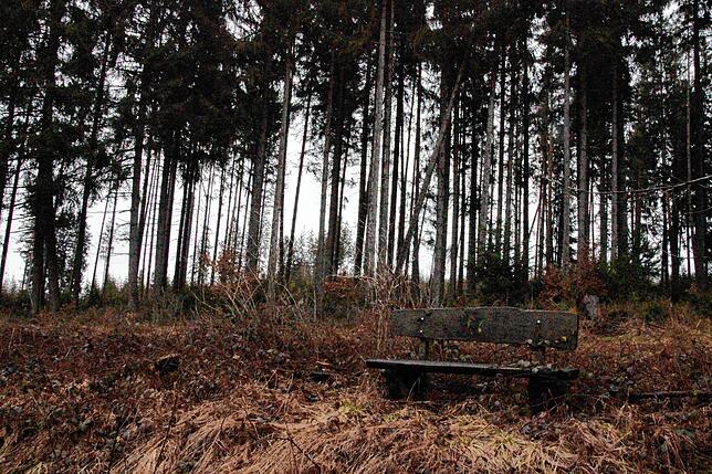 Bild 11: Bilder-Story: Rundgang im von den Sturmtiefs Sabine, Bianca und Diana beschädigten VS-Wald