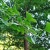 Der Ginkgo ist der evolutionsgeschichtlich älteste Baum auf der Erde. Das außergewöhnliche Blatt ist Quelle für Literatur, Kunst und Mythen.