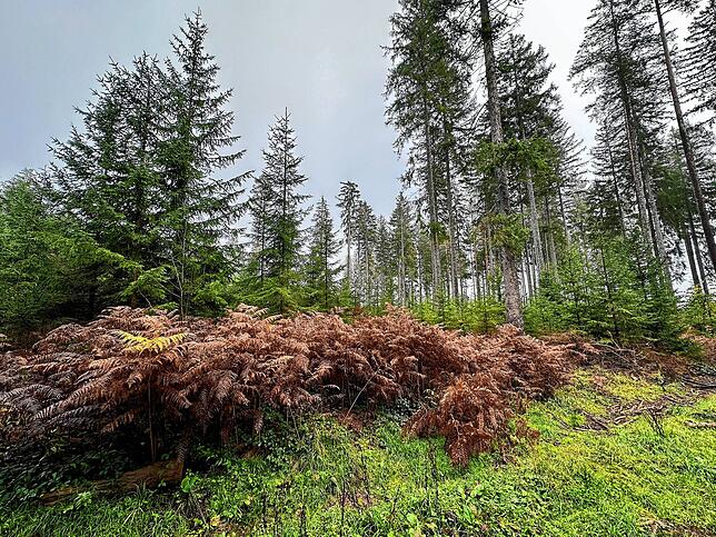 Bild 3: So schön ist der Herbst im Schwarzwald und auf der Baar
