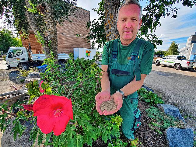 Detlef Pfundstein hat ein Händchen für Pflanzen. Hier zeigt er Grassamen. Und: Dass bei Ihm auf dem Firmenhof der rote Hibiskus prunkt, ...