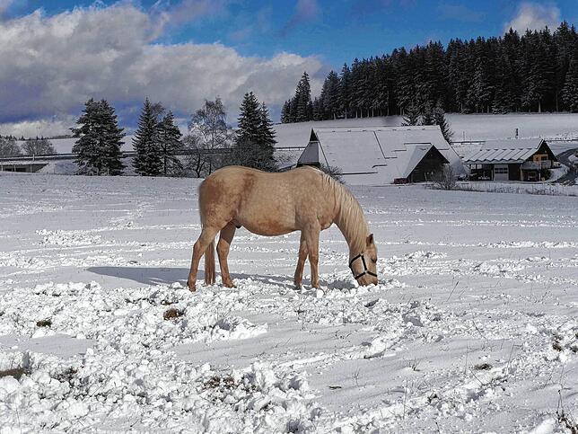 Die Futtersuche im Schnee ist sicherlich nicht so einfach für dieses Pferd.