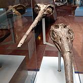 Der Schädel des Eurhinosaurus (links) im Staatlichen Museum für Naturkunde Stuttgart erinnert an eine Stechmücke. Das etwas wuchtigere ...