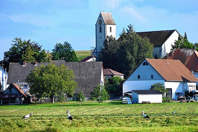 Viele Störche sitzen in diesen Tagen und Wochen bei Mindersdorf auf den Feldern. Hier sind auch drei auf dem Kirchturm im Hintergrund zu ...