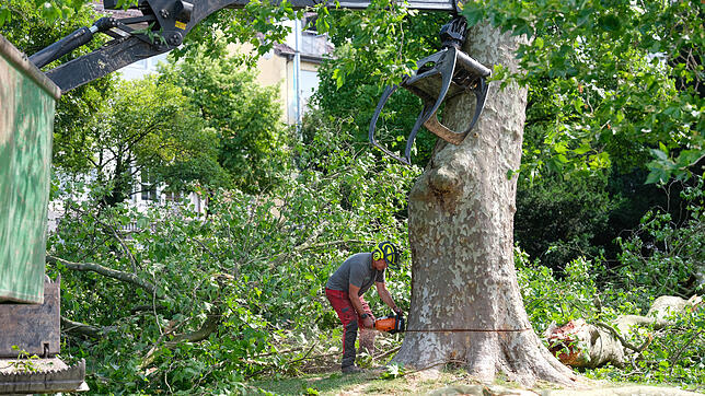 Im Uferpark müssen nach dem Unwetter mehrere Bäume gefällt werden, wie hier diese alte Platane, die wenige Meter entfernt vom Gelände ...