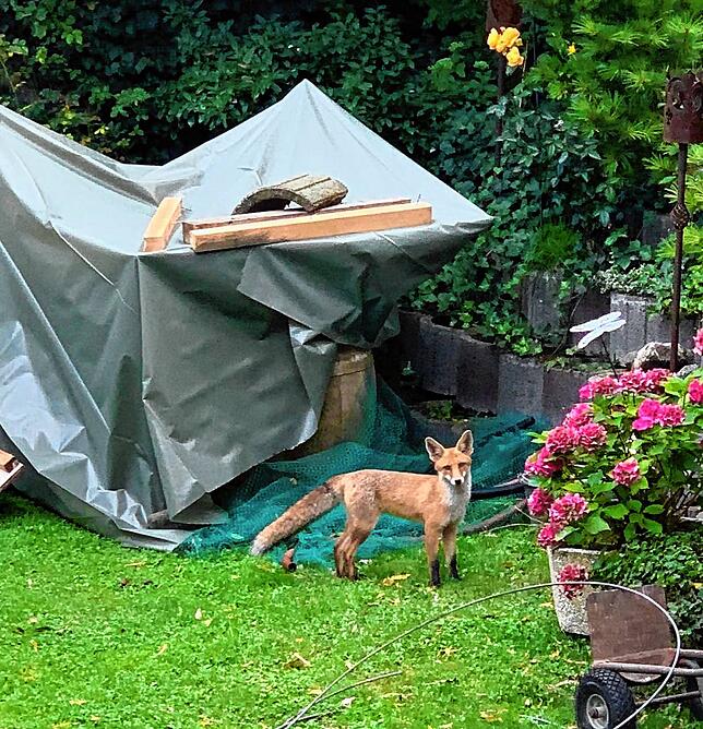 Diesen Fuchs fotografierte Thomas Strehl im vergangenen Sommer während Umbaumaßnahmen in seinem Garten in Nußdorf.