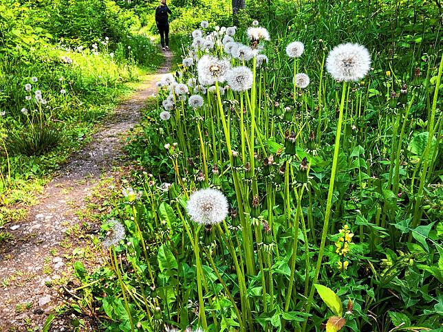 Bild 4: Wandern vor der Haustür (Teil 4): Durch den Bürgerwald zum Küssaberger Rheinufer
