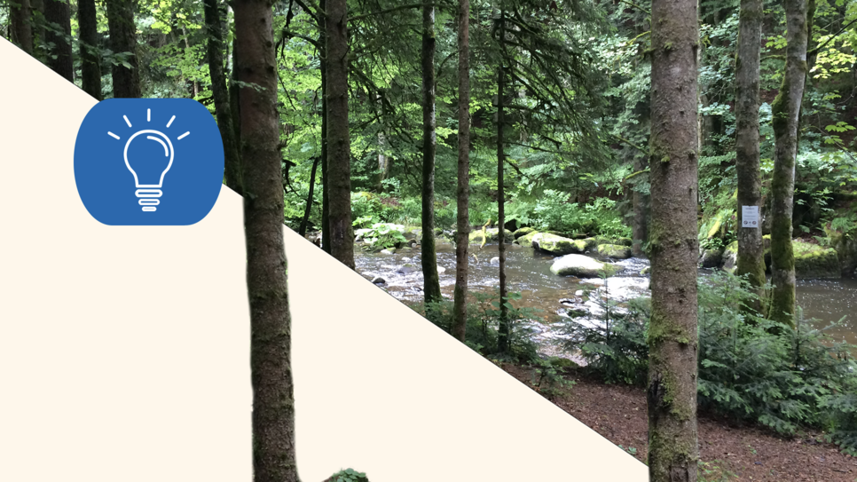 Ein Flüsschen im Albsteig von Görwihl nach Wittenschwand.