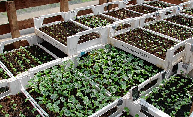 Erste Blättchen der Wassermelonenpflanze recken sich in die Höhe. Im Gewächshaus haben sie es bei 22 bis 24 Grad angenehm warm. Die ...