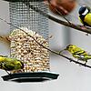 Viele Menschen stellen Vögeln vor allem im Winter Futter auf dem Balkon oder im Garten bereit. Das ist auch wichtig, sagt Vogelexperte ...