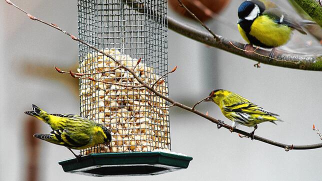 Viele Menschen stellen Vögeln vor allem im Winter Futter auf dem Balkon oder im Garten bereit. Das ist auch wichtig, sagt Vogelexperte ...