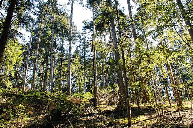Naturgemäße Forstwirtschaft zeigt Mäntele an diesem Beispiel. Hier haben die Bäume genug Platz, um zu wachsen. Zwischendrin den Bäumen ...