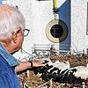 Die drei Jungstörche im Stockacher Nest sind gesund und sind nun beringt.